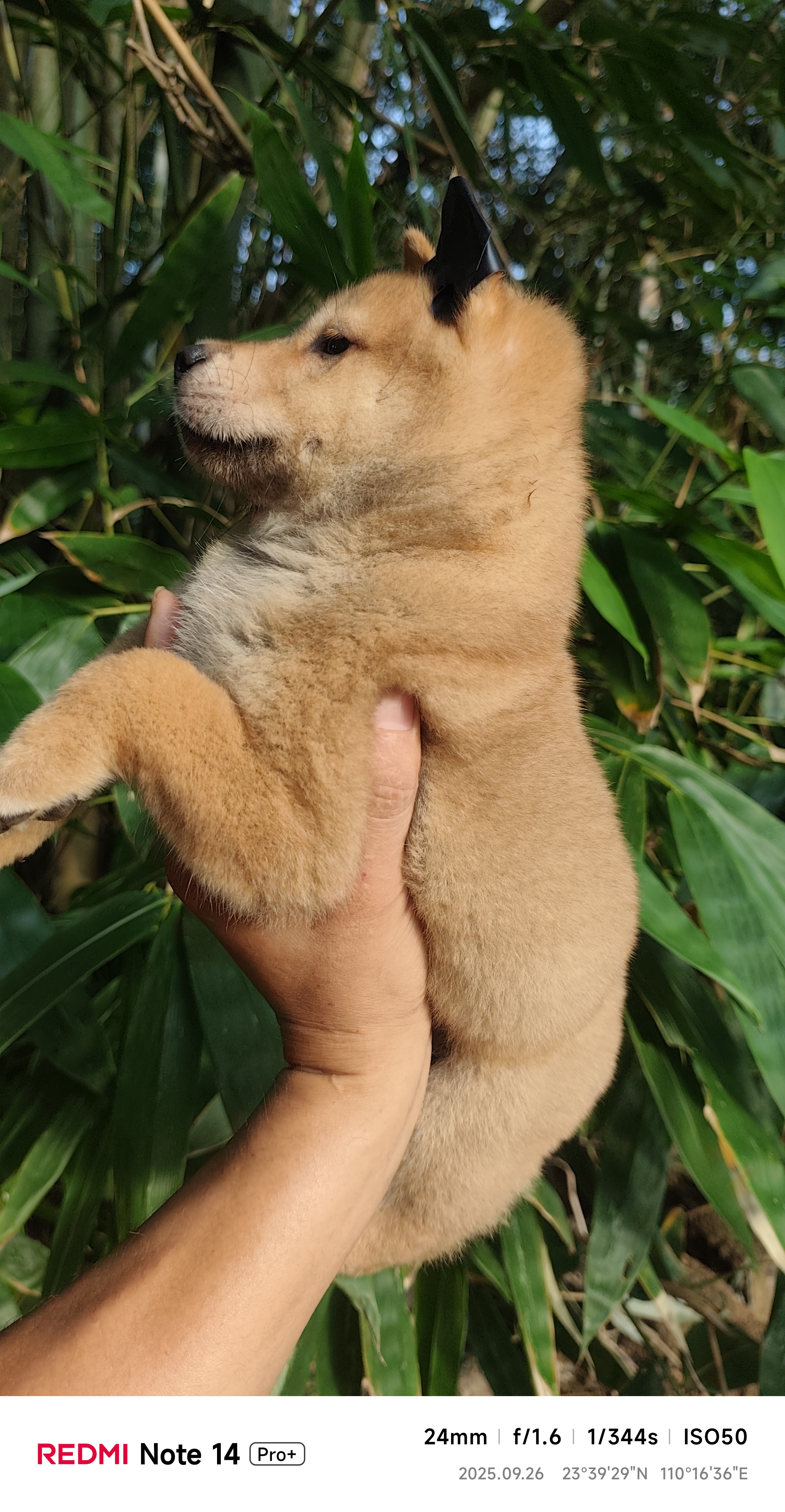 黄狗白面小母